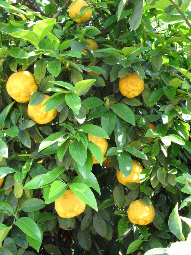              Shade leaves (South African, Riverside, CA)       